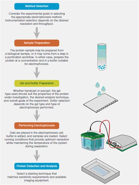 On the Applicability of Electrophoresis for Protein。